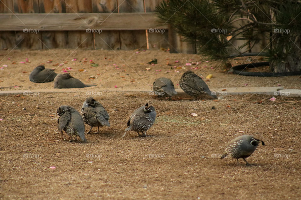 Flock of quail