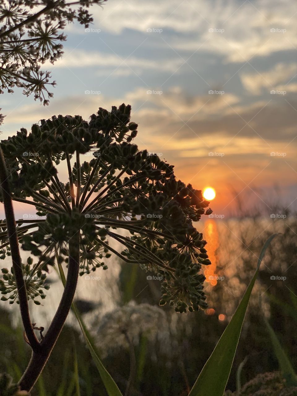 Flower infront of a sunset is so beutiful
