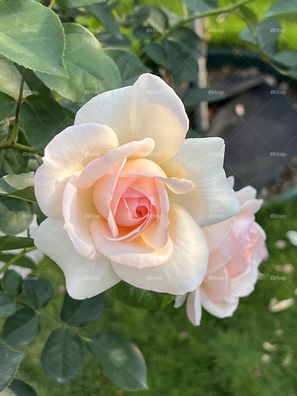White roses in Yuanshan Flower Expo Park