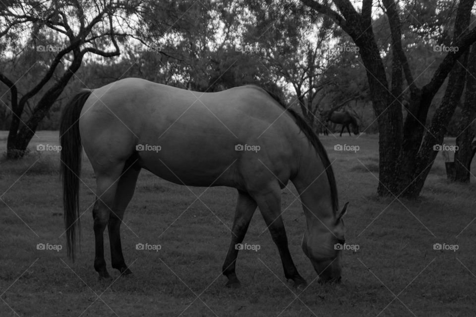 Beautiful horse in black and white on a dark setting to reflect the late evening 