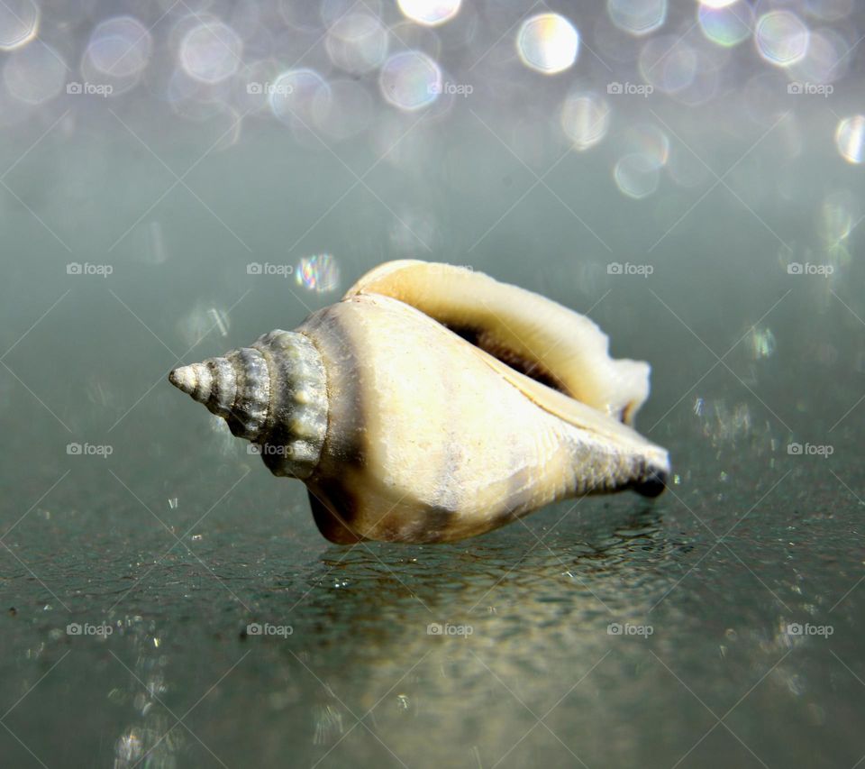 Seashells