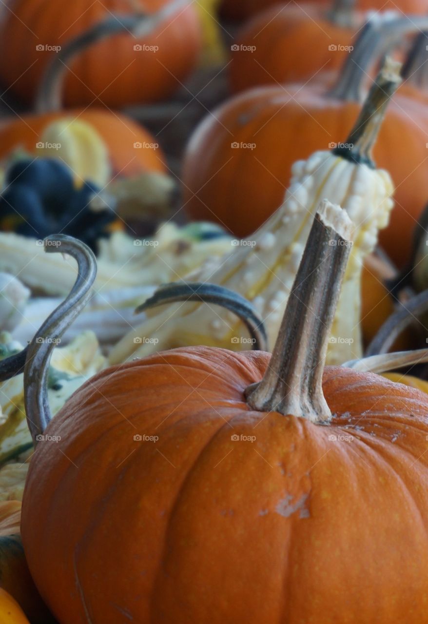 Pumpkin stalk and gourds. Photo taken in Owasso OK