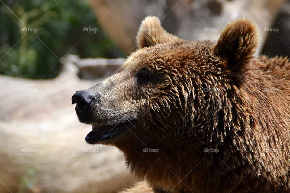 Brown bear