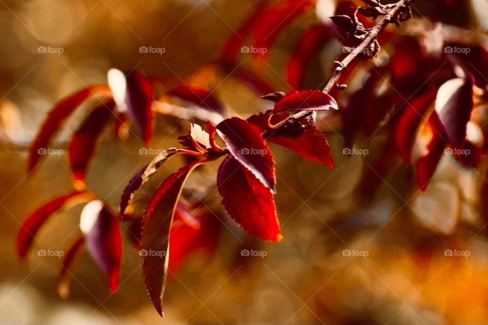 Beautiful plant showing it’s warm colors for fall 