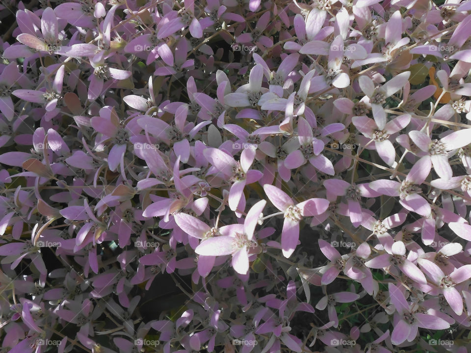 Lavender Flowers