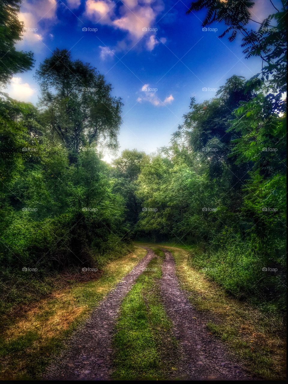 A remote trail . A woodland trail on a summer's day