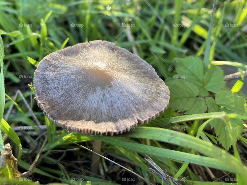 Mushroom 