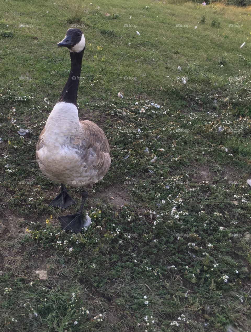 Canadian geese 