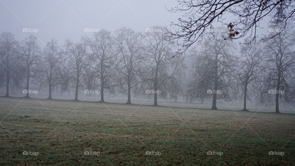 Foggy morning on a field