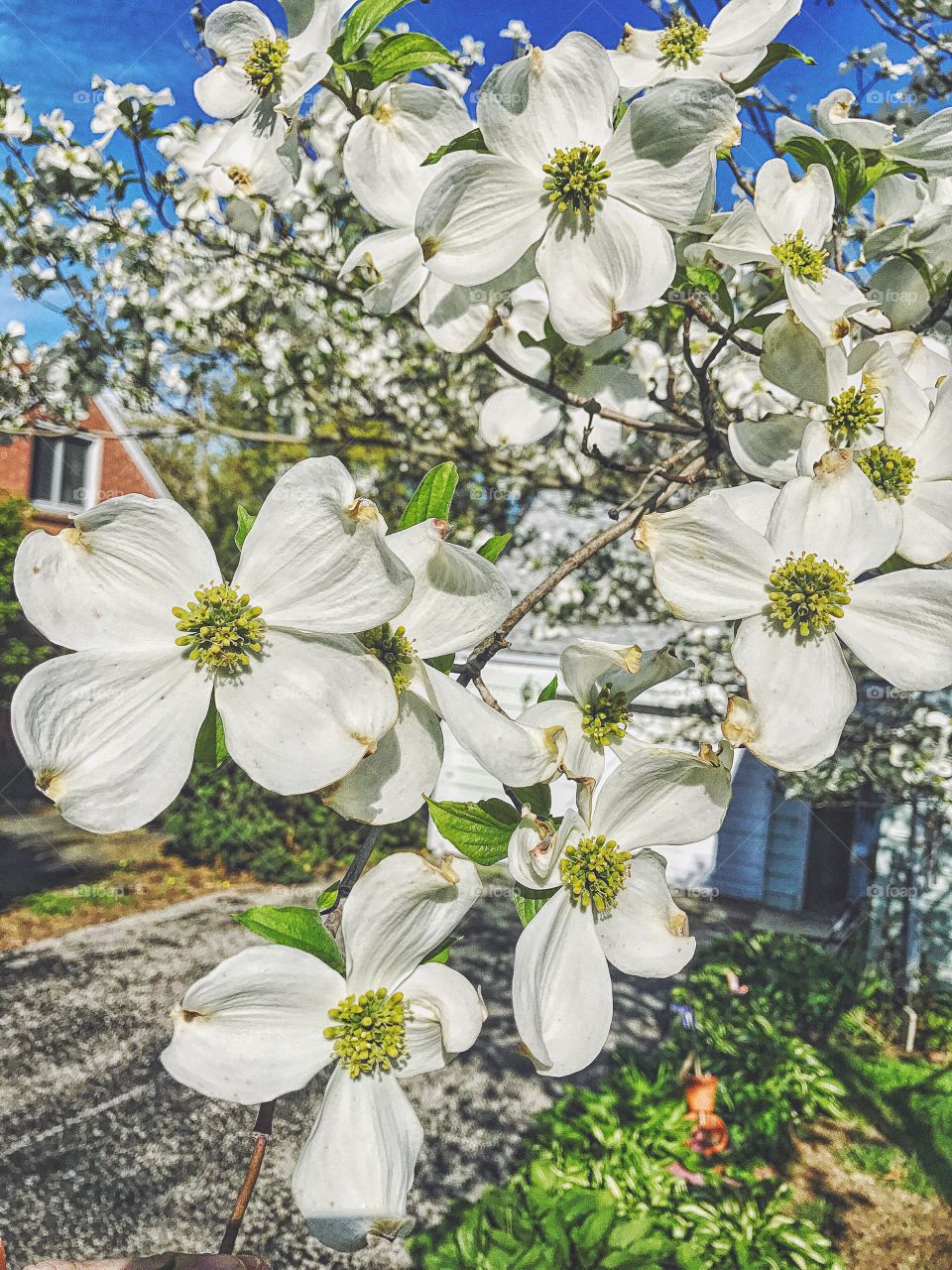 Close-up of white flowers