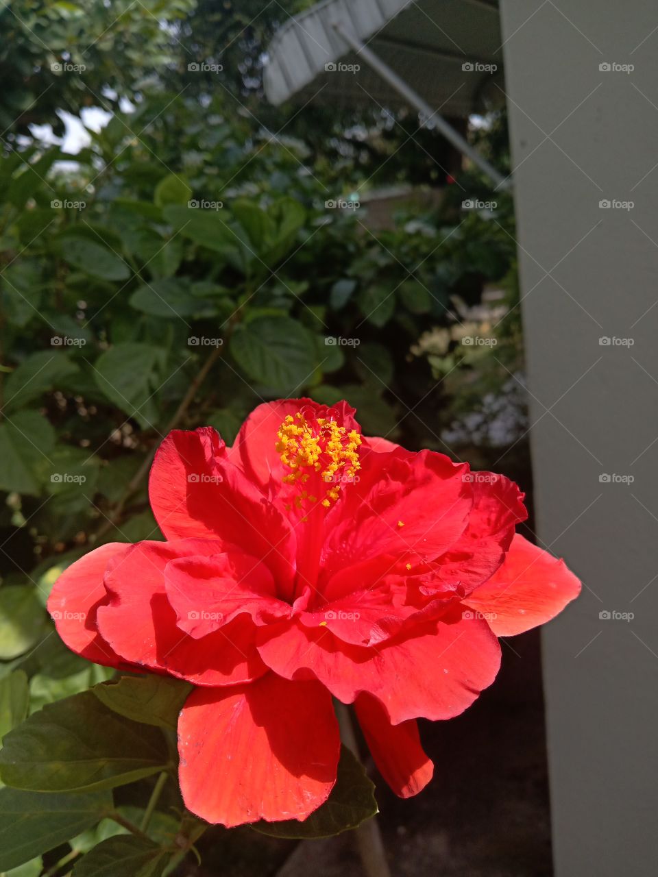 Flower, Nature, Leaf, No Person, Garden