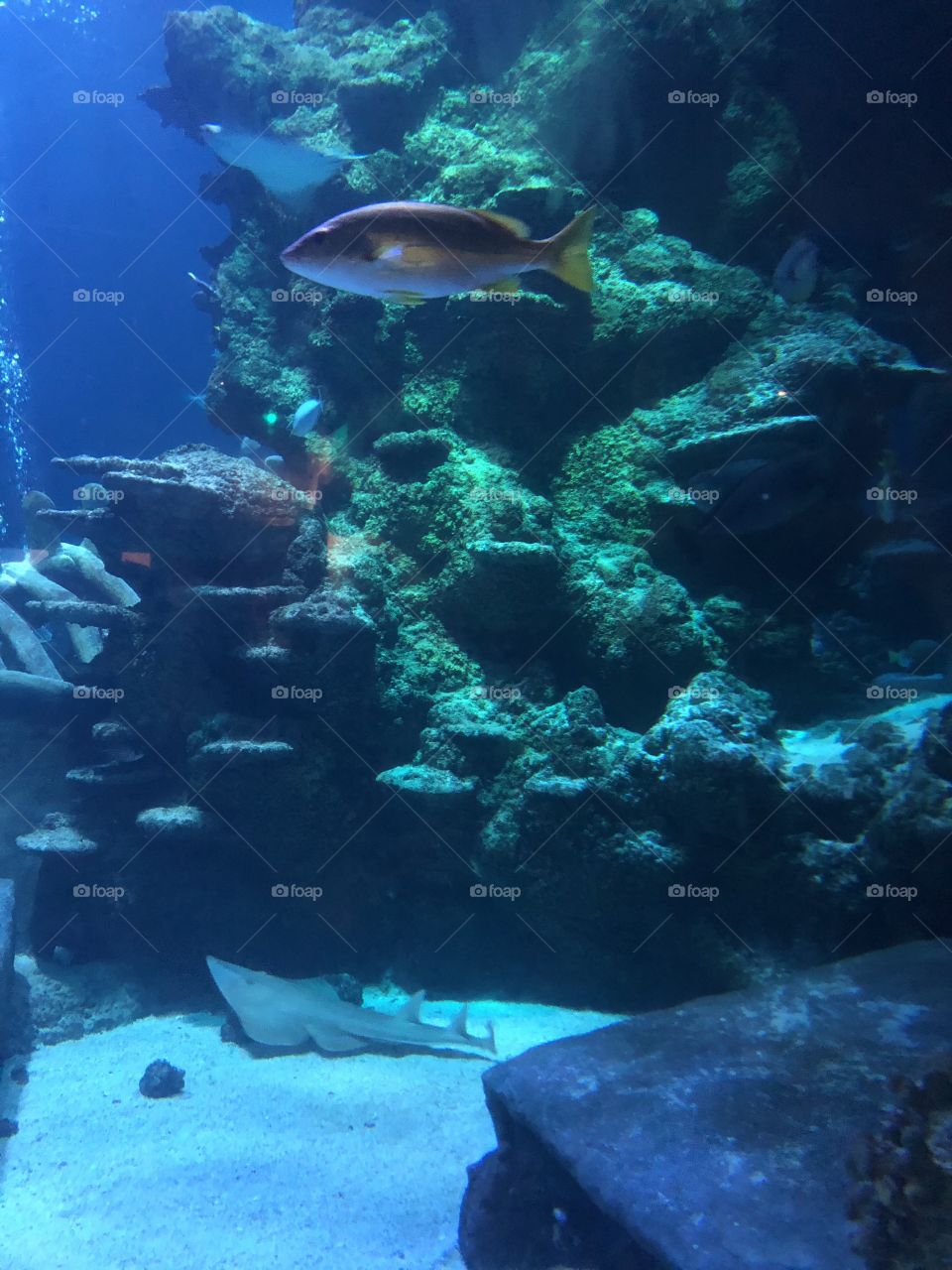 A stunning closeup shot of the reef life, taken inside the National Aquarium in London. 