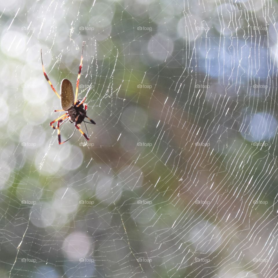 Banana Spider Web