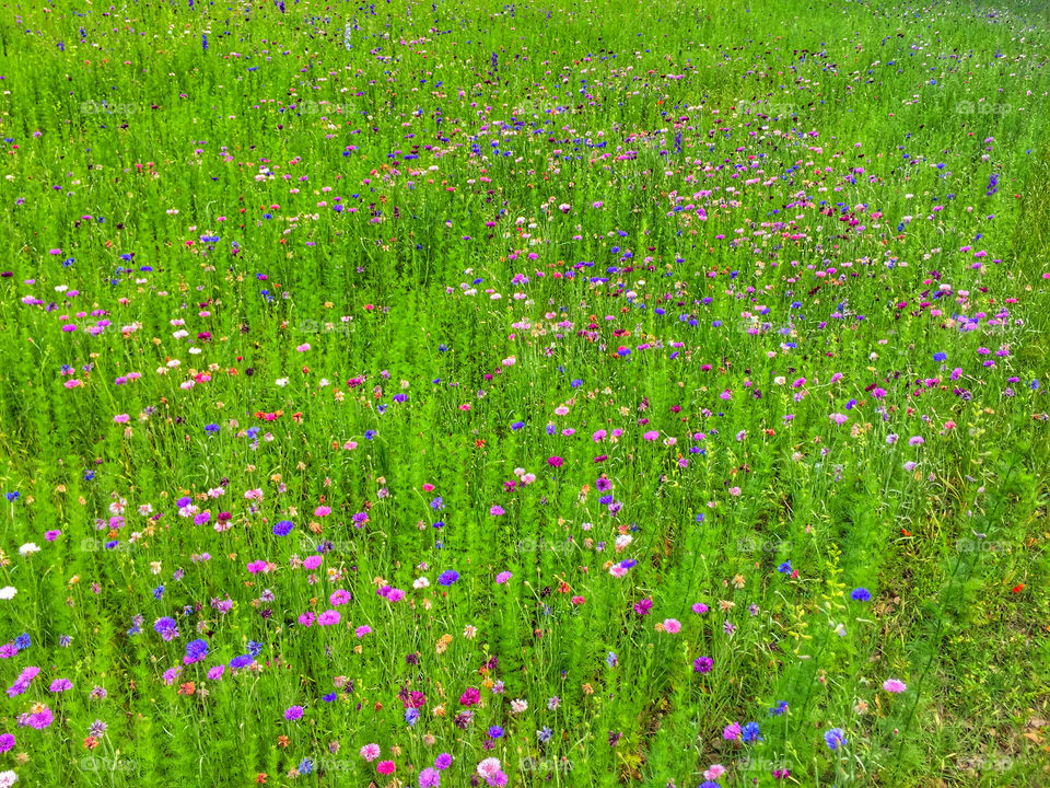 Wildflowers in field