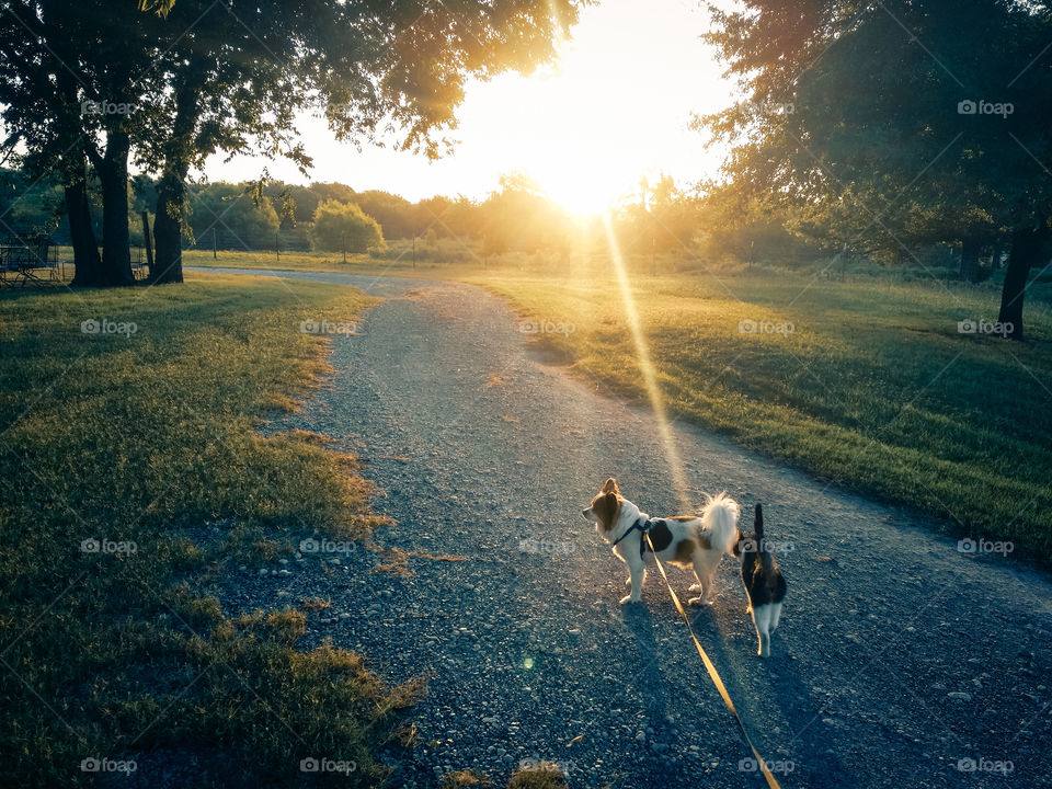 A tabby cat joining a Papillion dog walking down a country road on a leash at sunset in spring