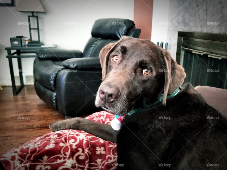 Handsome chocolate Lab