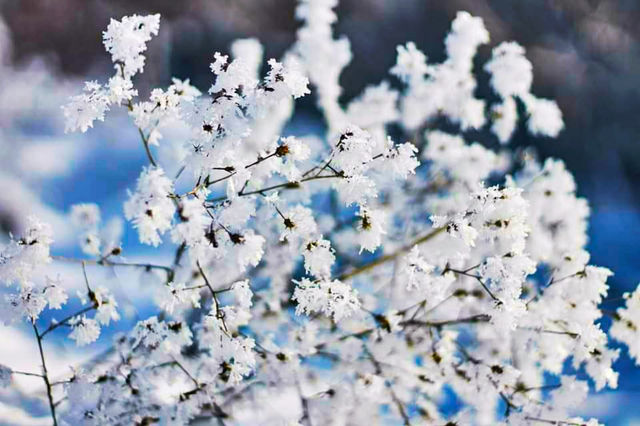 snow-covered bush