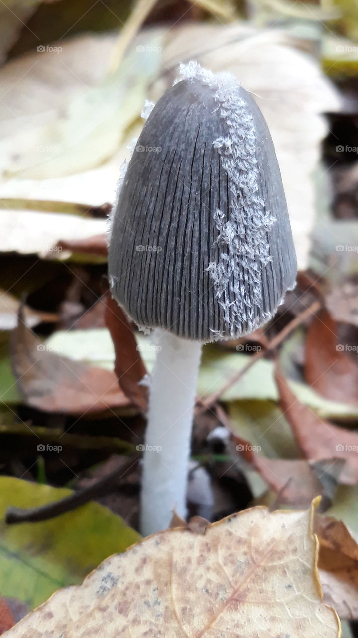 Autumn Leafs Mushrooms