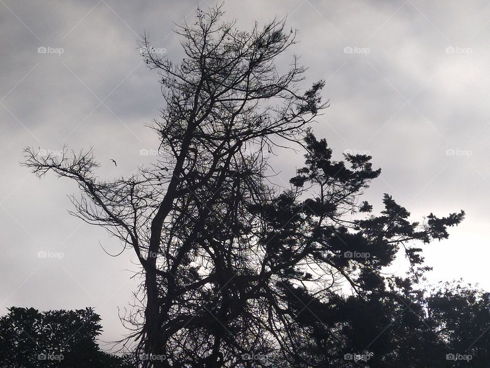 Tree and sky morning