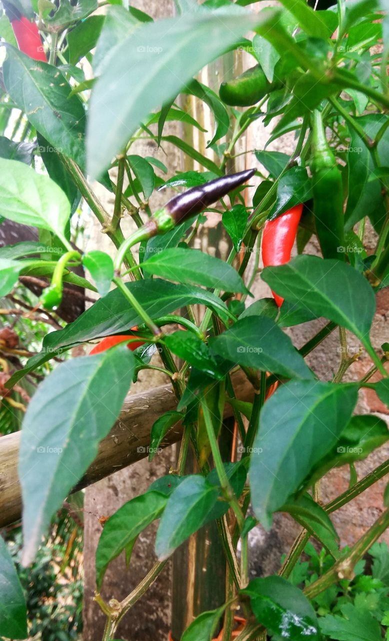 This is a beautiful tree