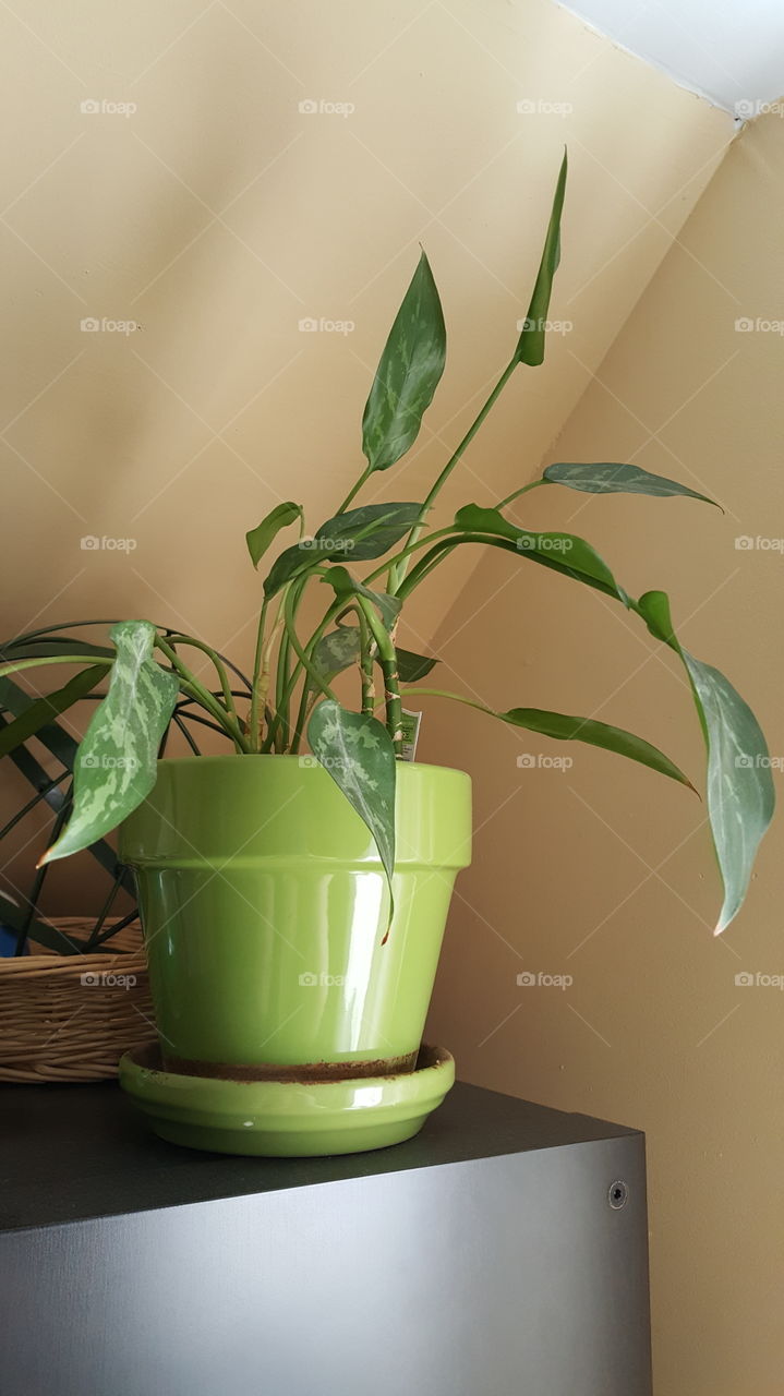 green potted plant up high