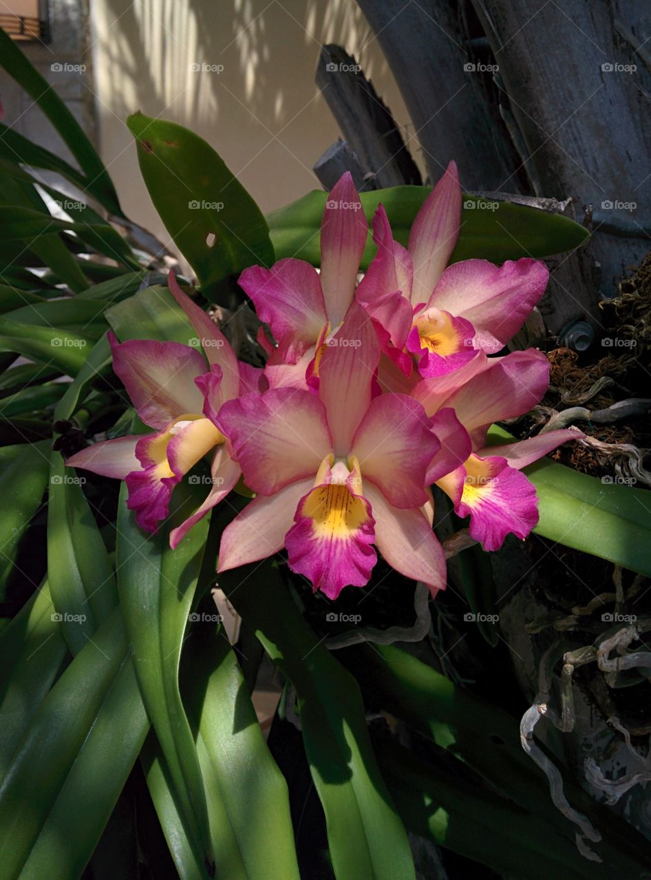 Blooming Orchid