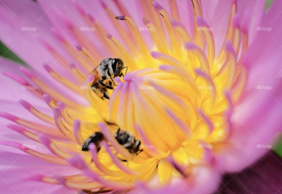 Bees and Beautiful lotus