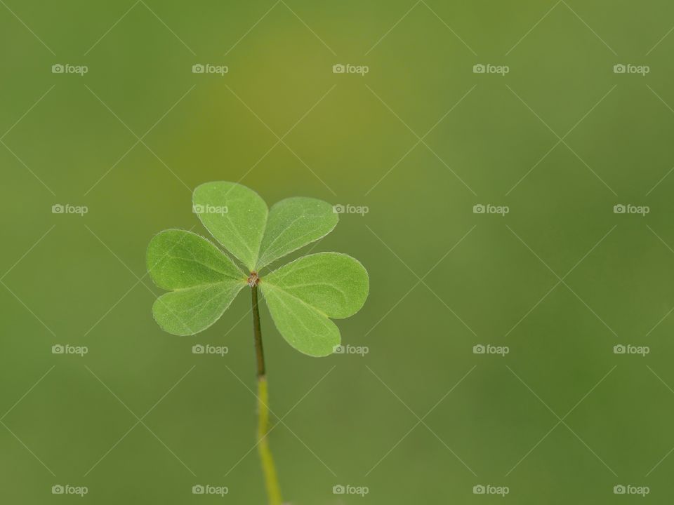 Heart shape clover leaves