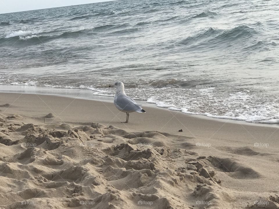 Seagull on the beach 