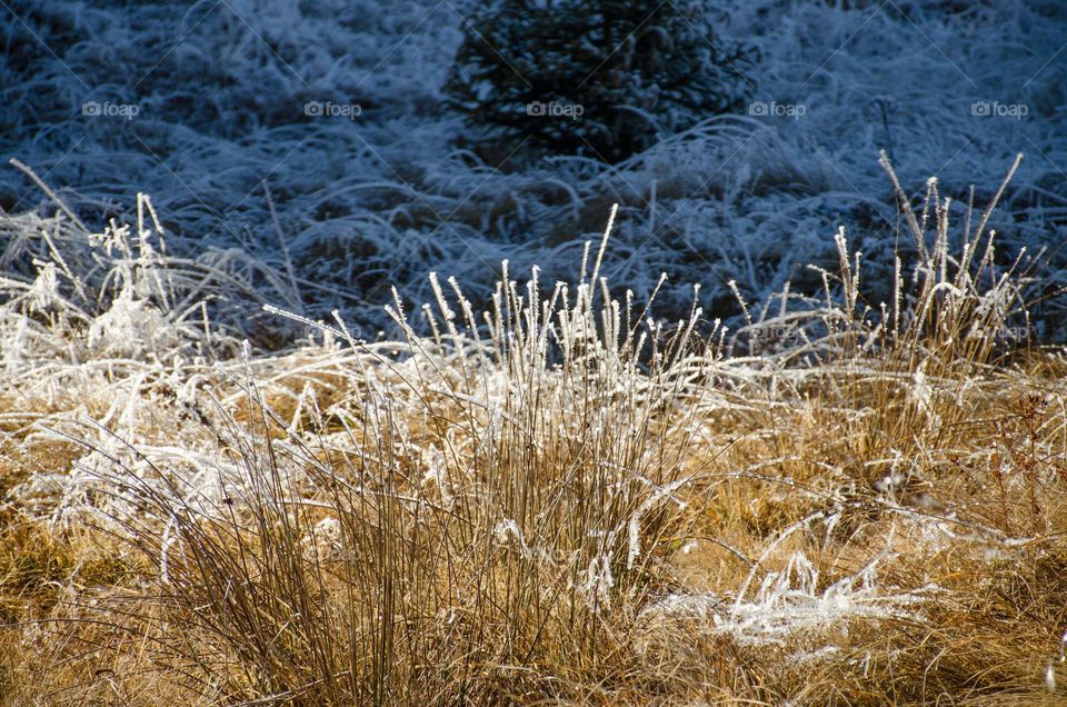 Frosty Marvels:Nature's Ice Artistry