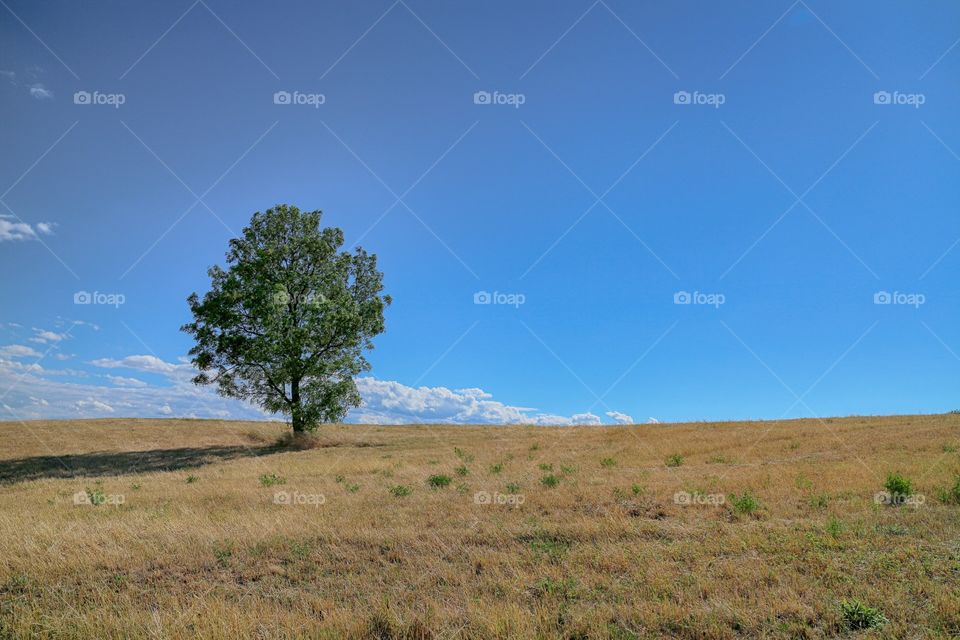 Lonely tree 
