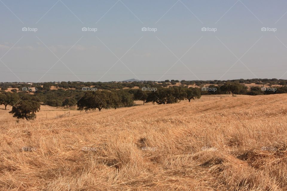 Landscape in Evora in Portugal