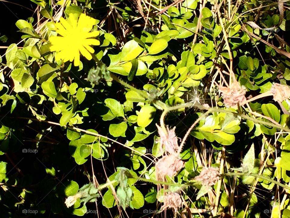 Plants and little yellow flower 