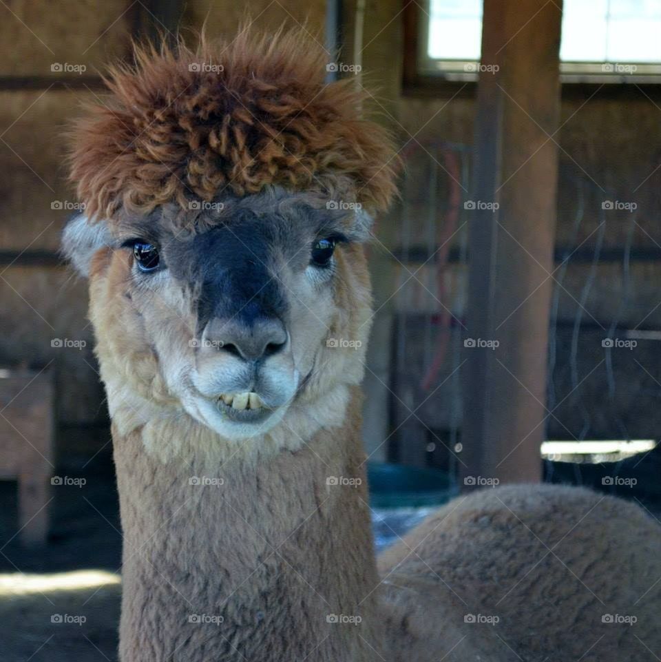 alpaca 02