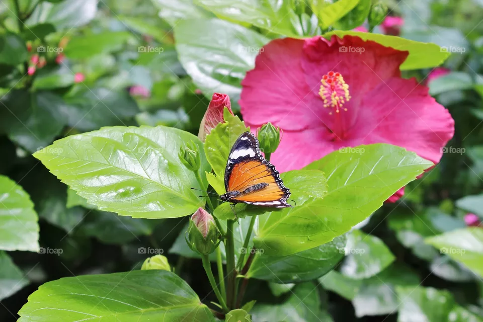 Nature, Leaf, No Person, Summer, Flora