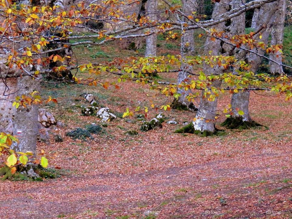 into the autumnal beechwood forest