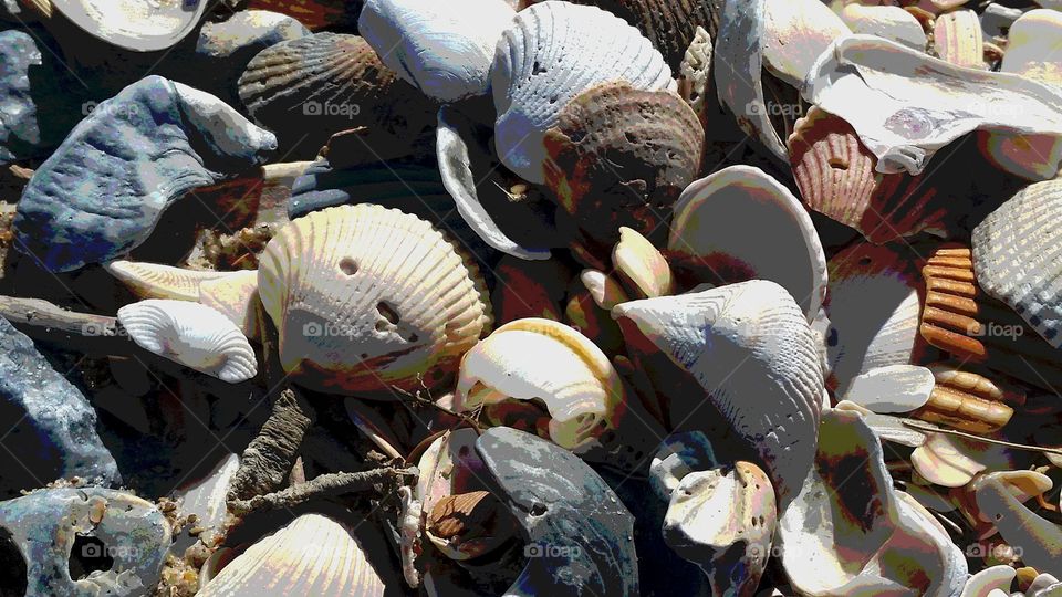 seashell capture