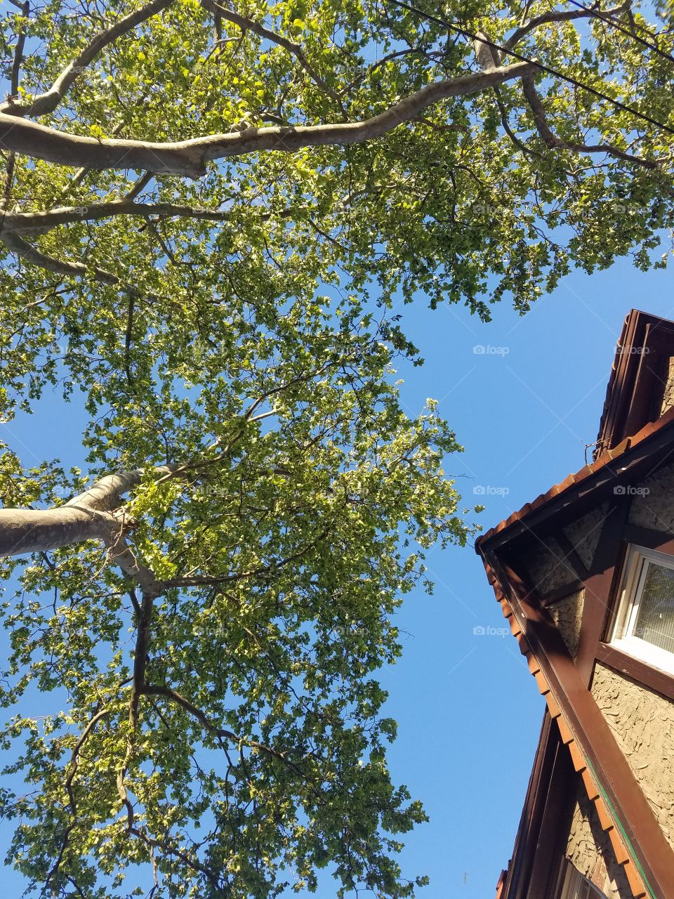 Tree and Side of House on Gorgeous Spring Day in Bayside Queens. NY. No Filter. Clear Blue Skies. May 2017.