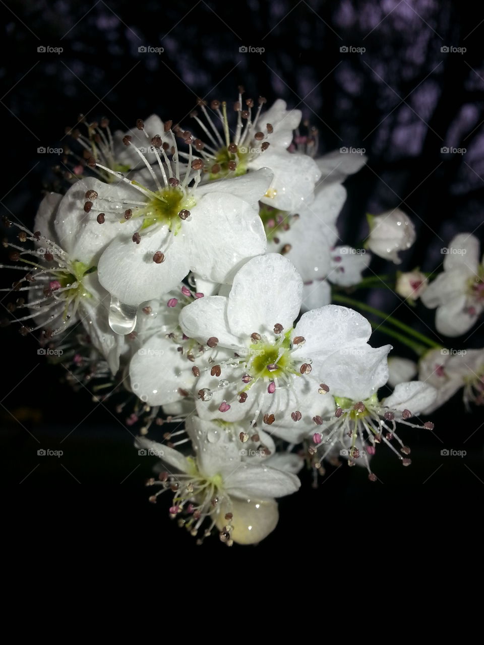 Pear Tree Flowers in the Rain