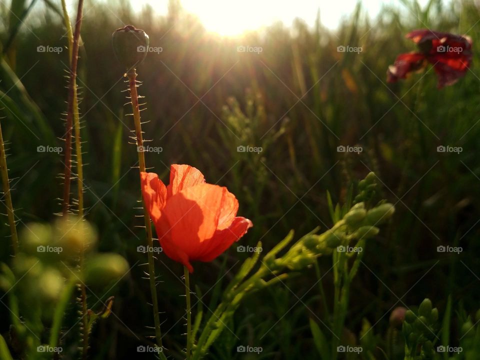 Poppy flower in the field in the summer. Green field. Nature photography. Sunbeams, sunlight, bright colours. Desktop background. Web design. Floral desktop wallpaper and backgrround. Papaver rhoeas