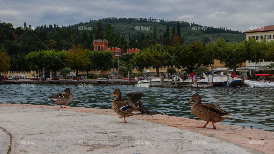 Ducks at Lake Garda