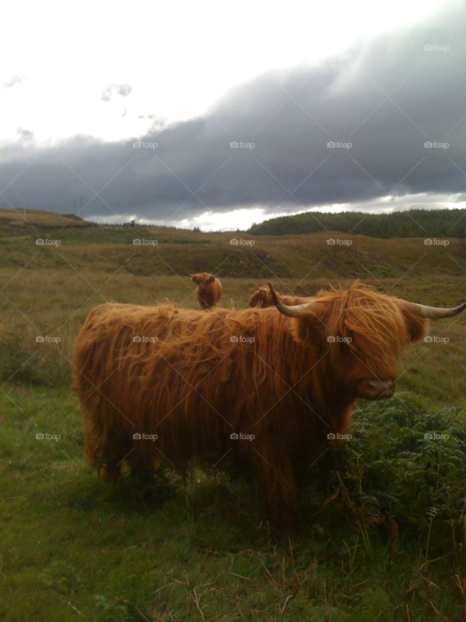 scottish cow