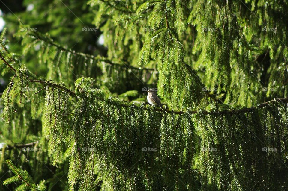 A bird on a spruce branch