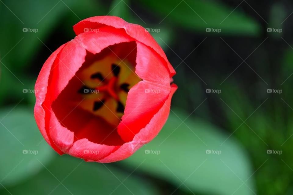 Red Tulip