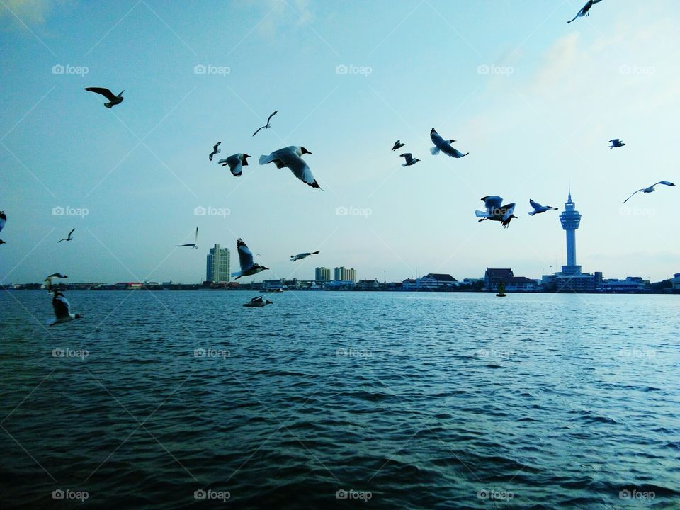 Seagulls flying over the sea