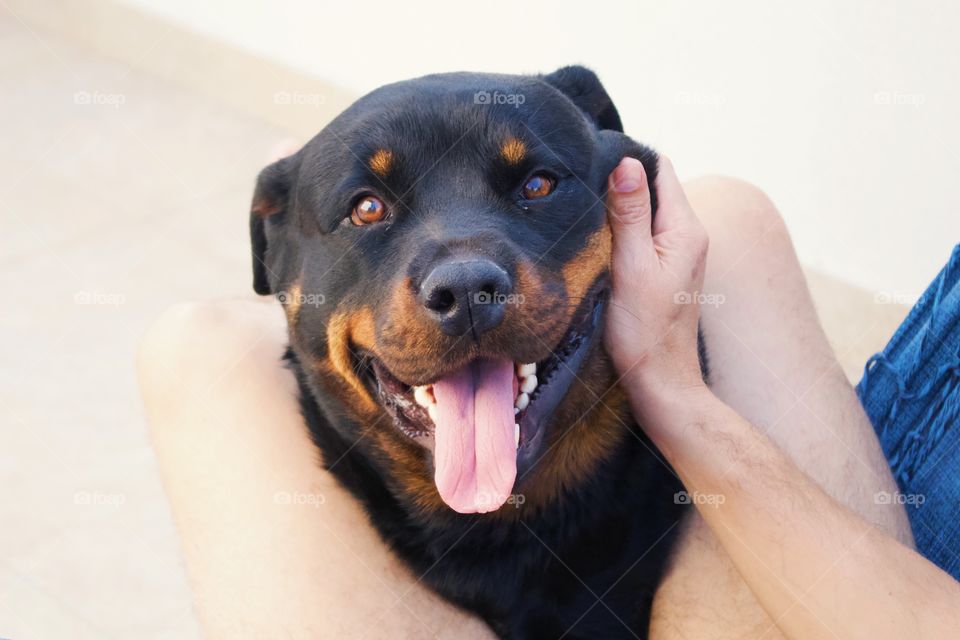 Cute face of a rottweiler