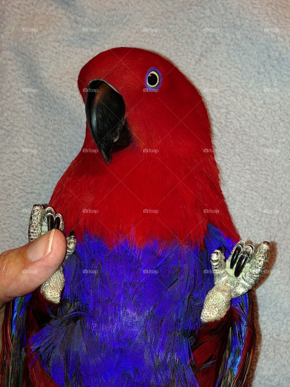 Beautiful gentle Eclectus Parrot companion.