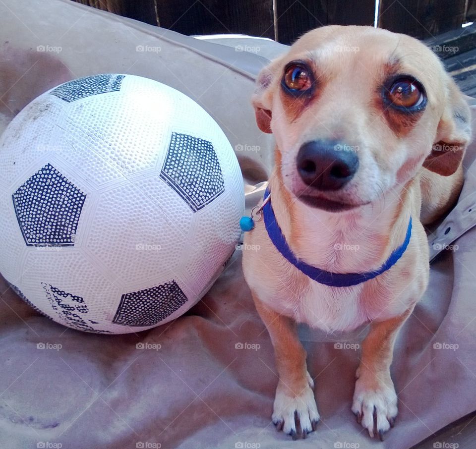 cute puppy ready to play ball. adorable puppy eyes.