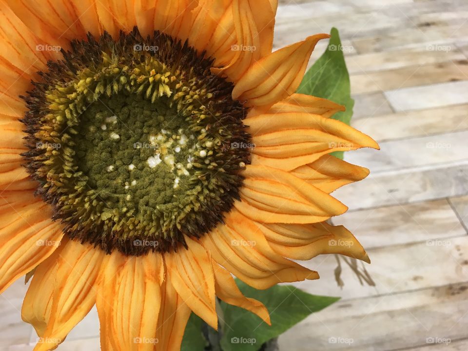 This gorgeous sun flower represents a yellowish ton of yellow 