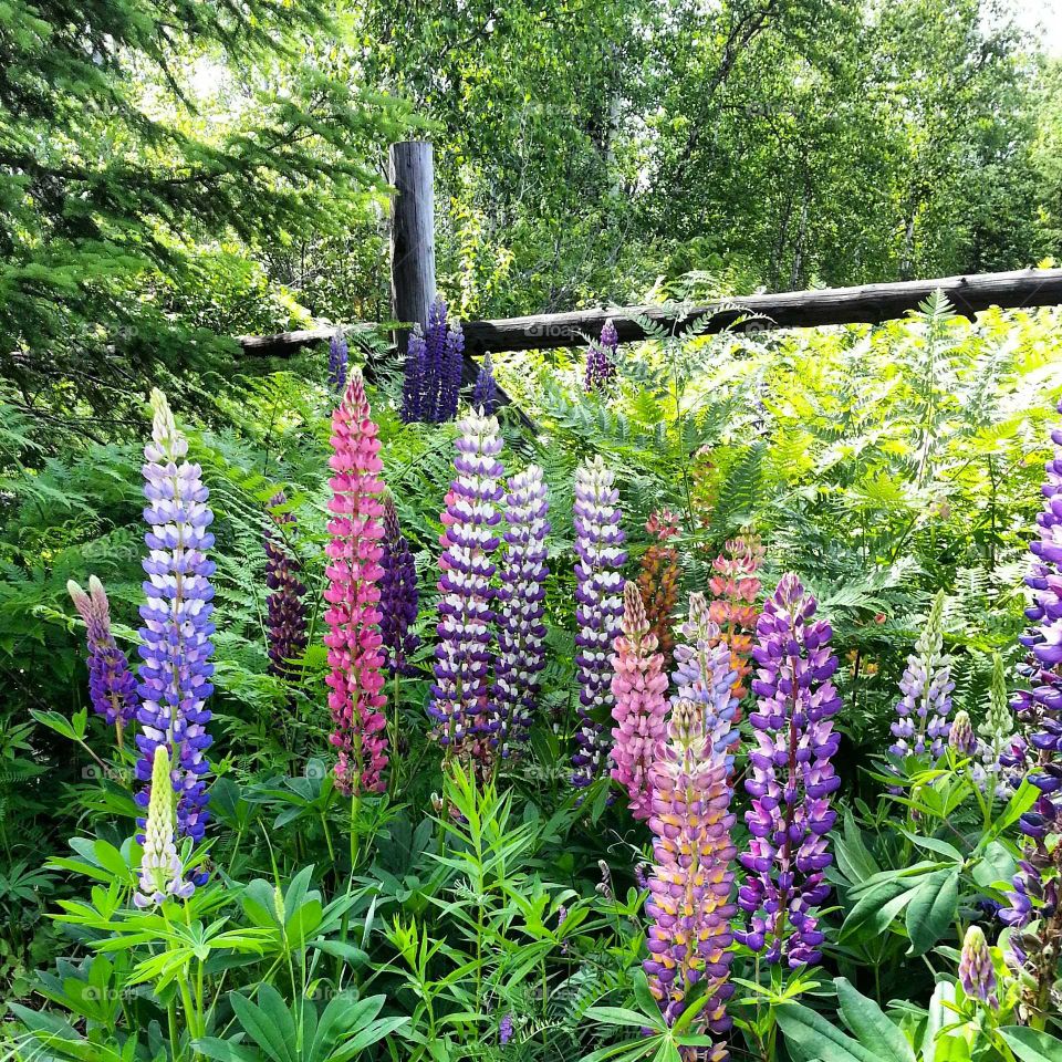 Nice lupine flowers in the country with different tones of purple ans a beautiful wood fence
